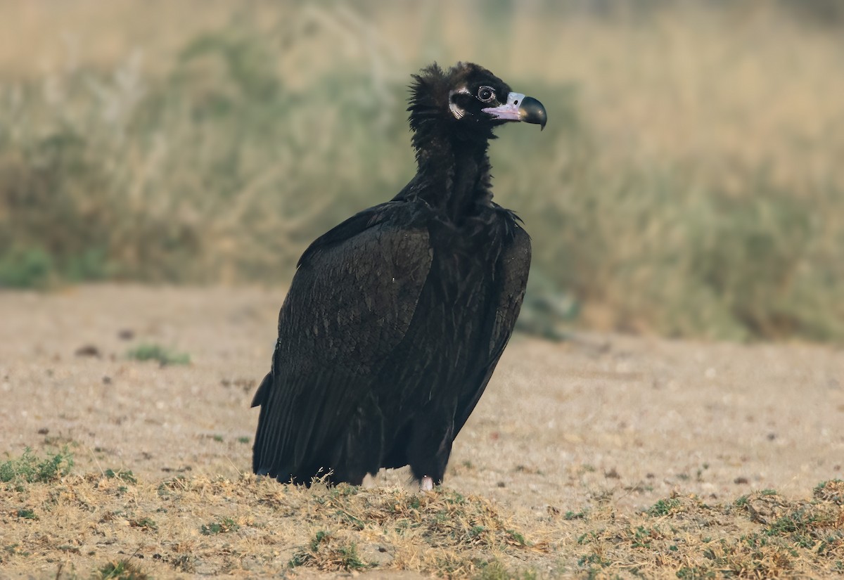 Cinereous Vulture - ML630947184