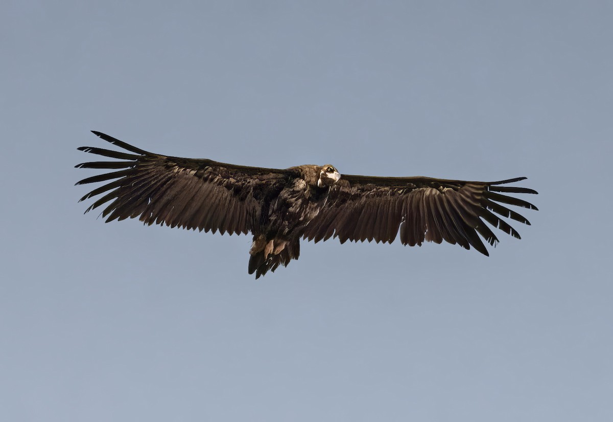 Cinereous Vulture - ML630947193