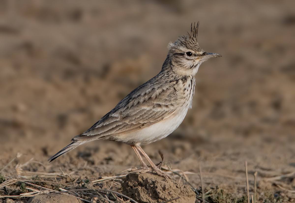 Crested Lark - ML630947197