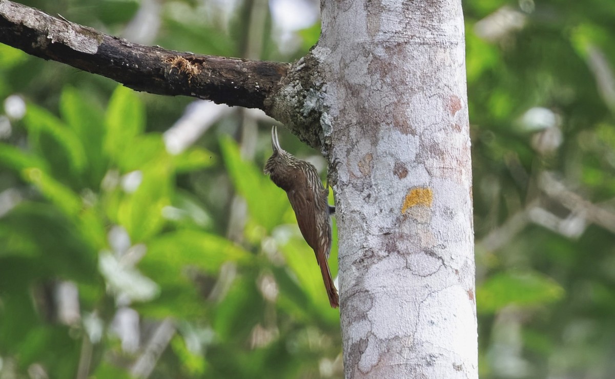 Dusky-capped Woodcreeper - ML630947242