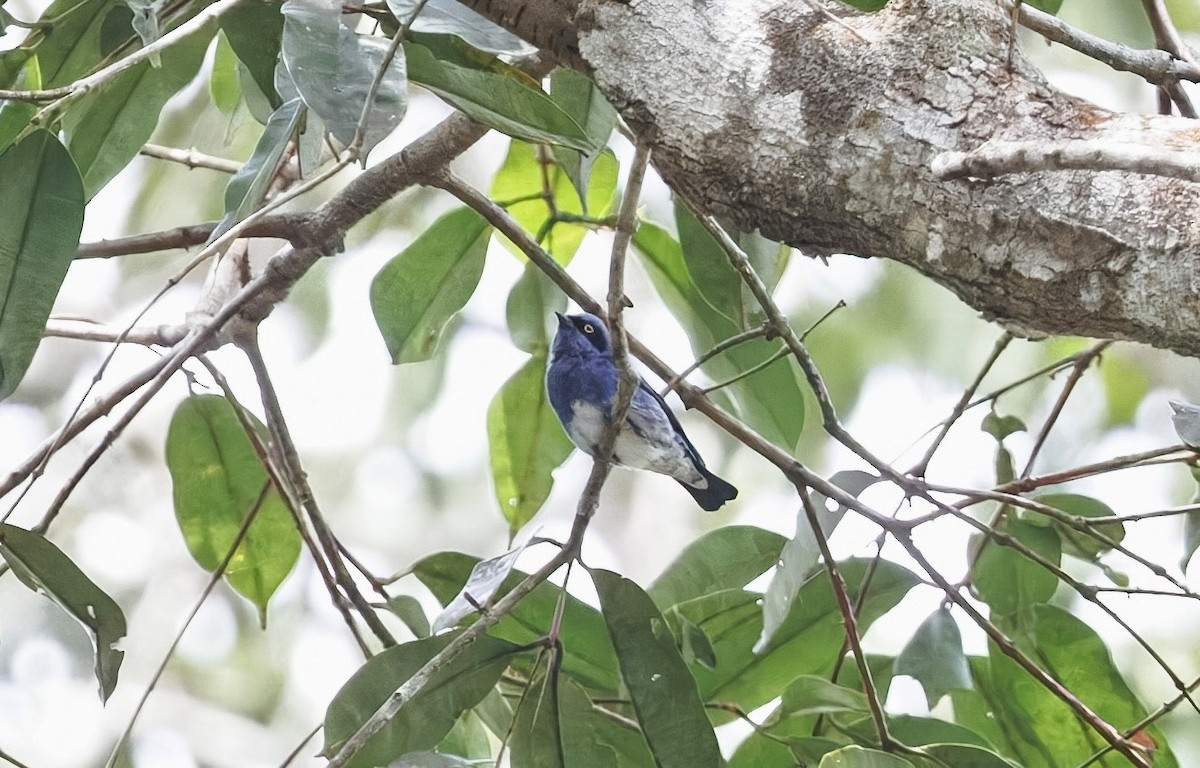 White-bellied Dacnis - ML630947260