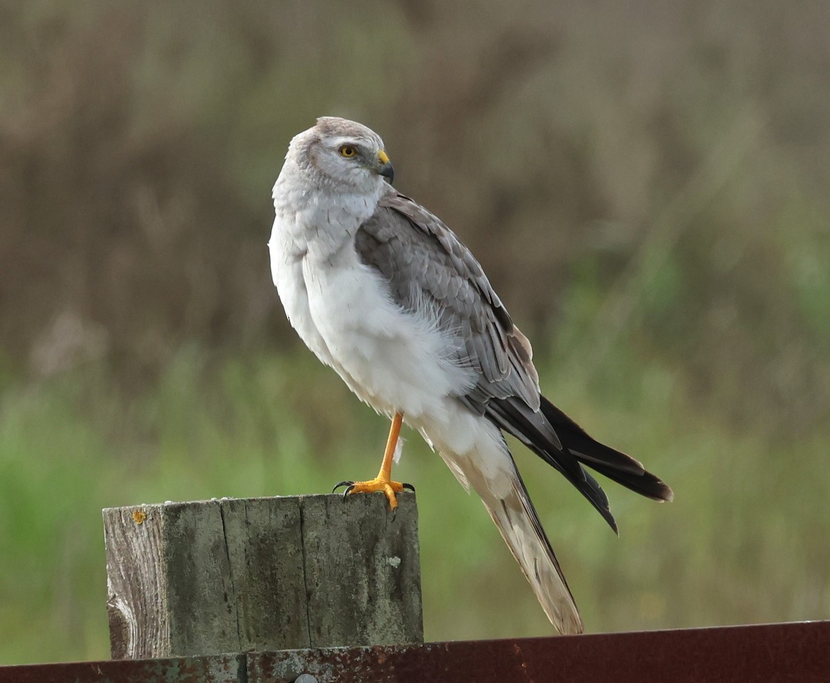 Mirotz lepazuria - ML630947279