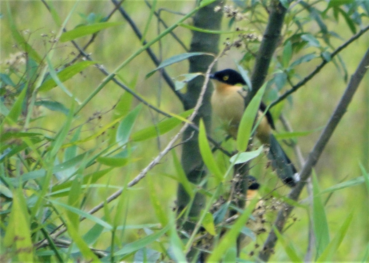 Black-capped Donacobius - Brinquedoteca  Comunitária Curumim