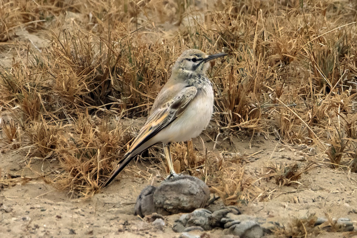Greater Hoopoe-Lark - ML630947333