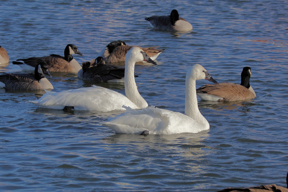 Tundra Swan - ML630947412