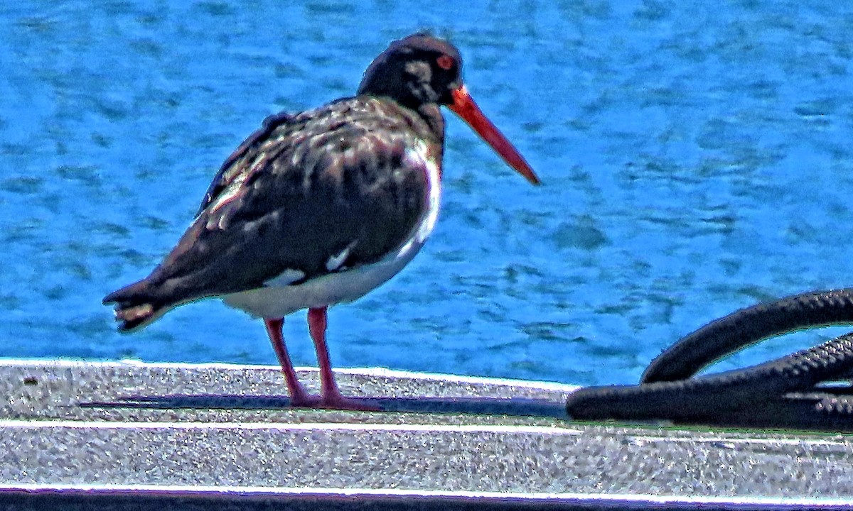 Pied Oystercatcher - ML630947533