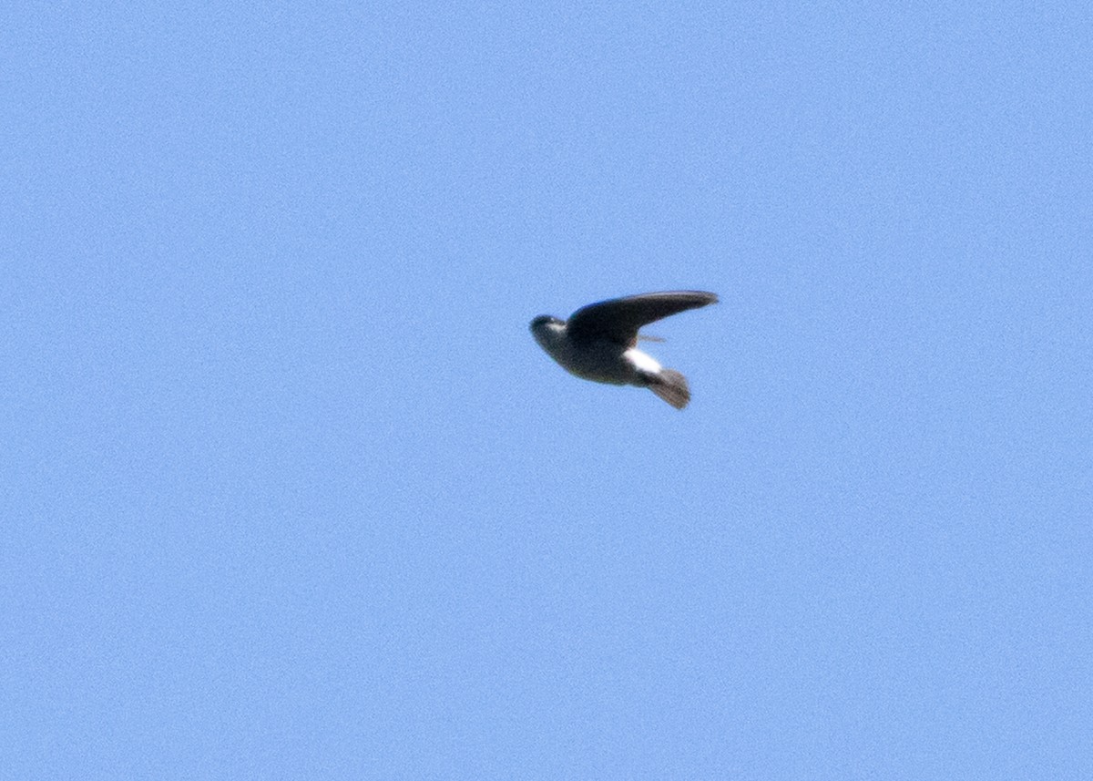 Avión Asiático - ML630947538