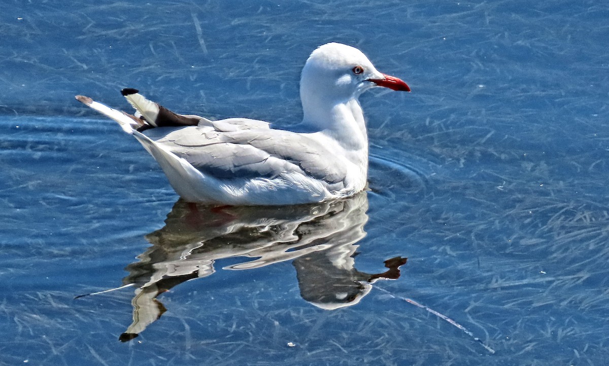 Silver Gull - ML630947541