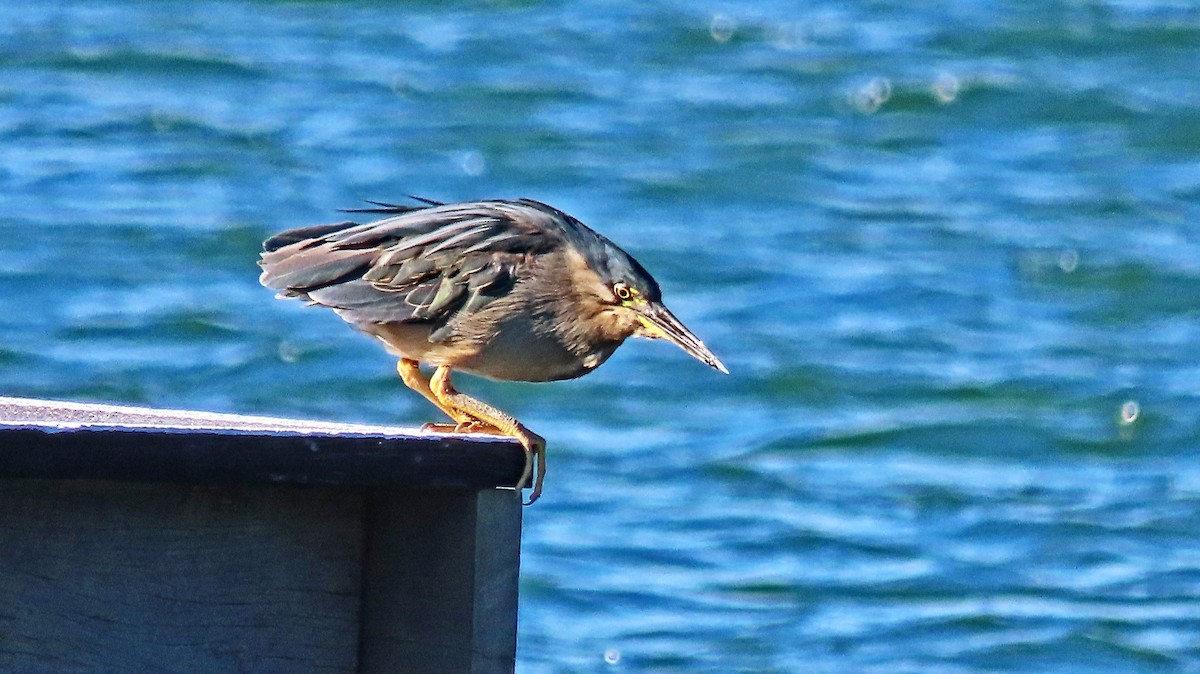 Striated Heron - ML630947568