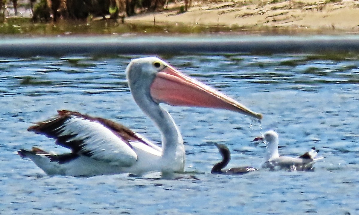 Australian Pelican - ML630947573