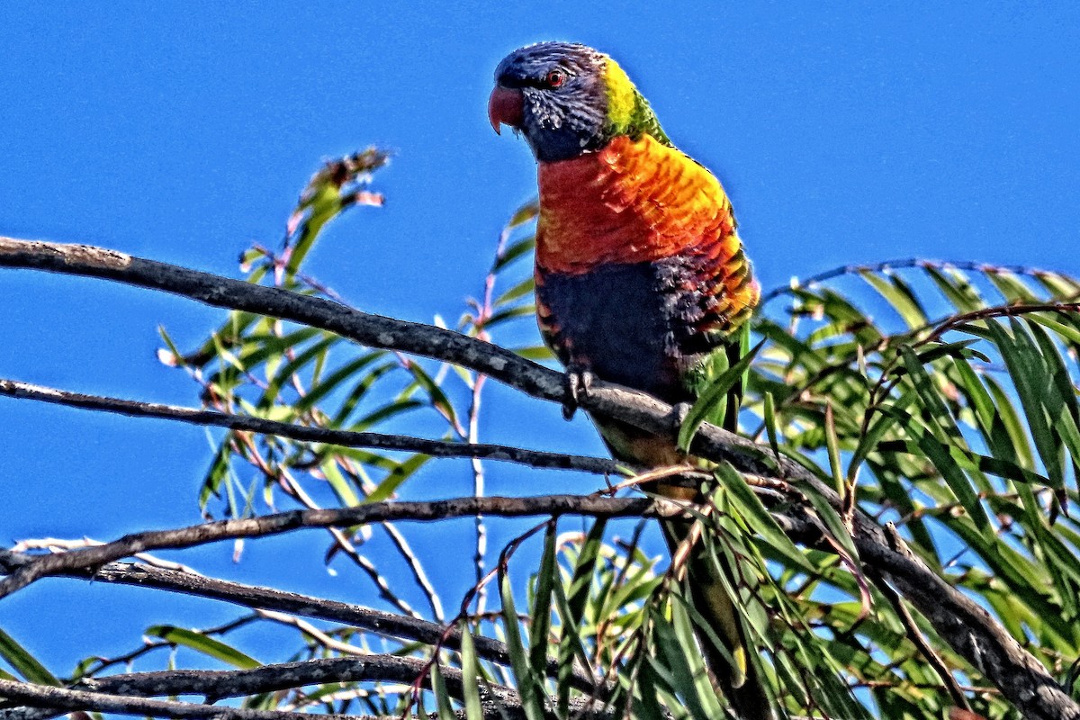 Rainbow Lorikeet - ML630947586