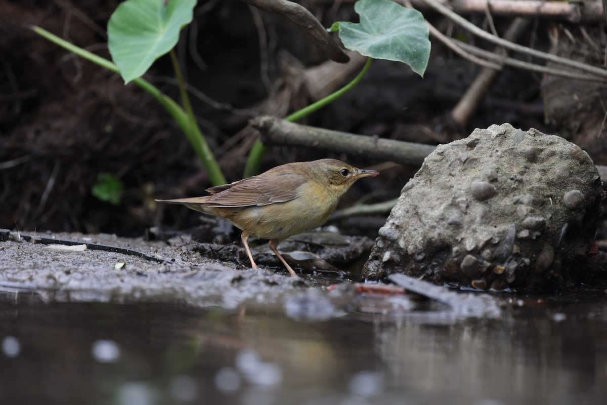 Middendorff's Grasshopper Warbler - ML630947775