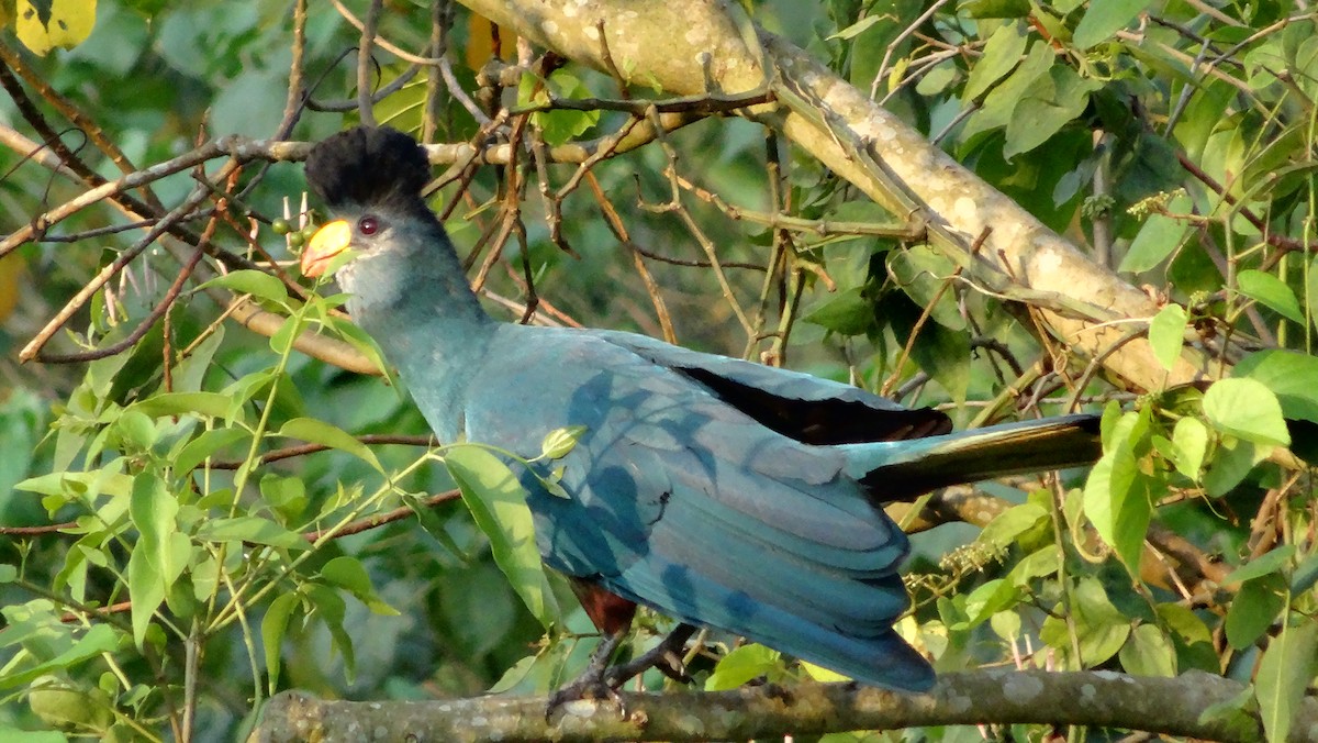Great Blue Turaco - ML630947921