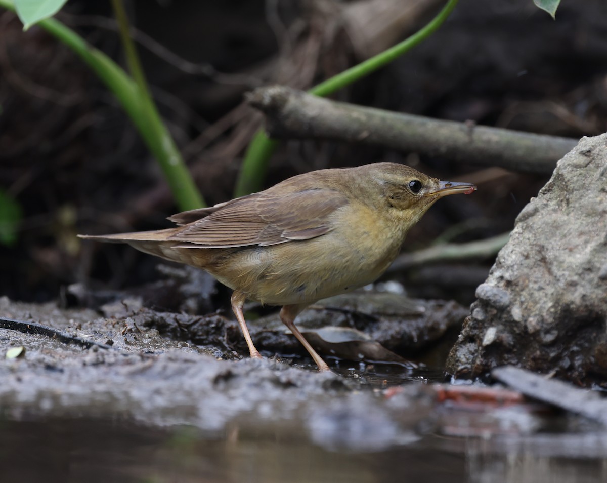 Middendorff's Grasshopper Warbler - ML630947986