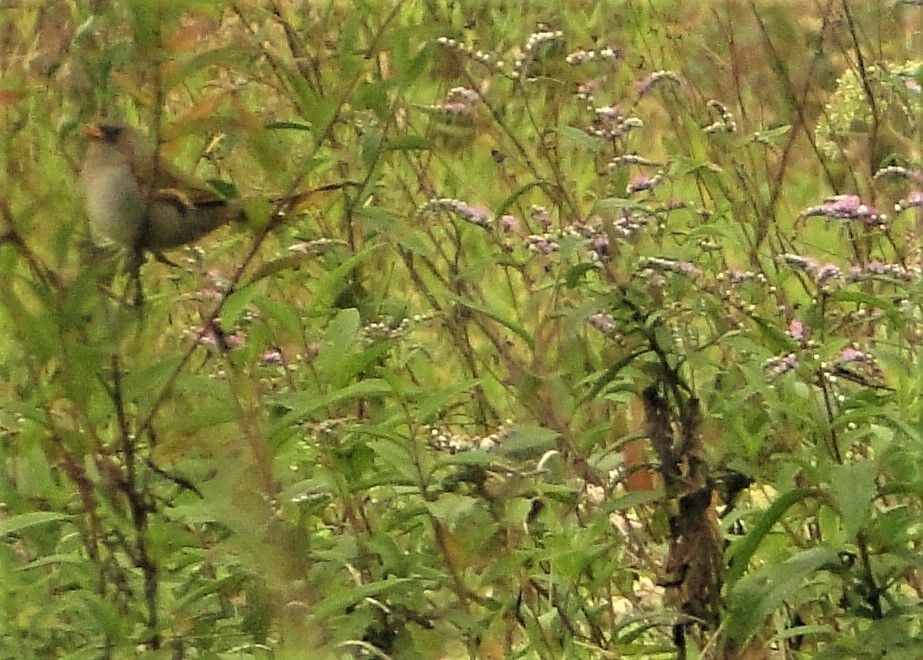 Great Pampa-Finch - ML63094801