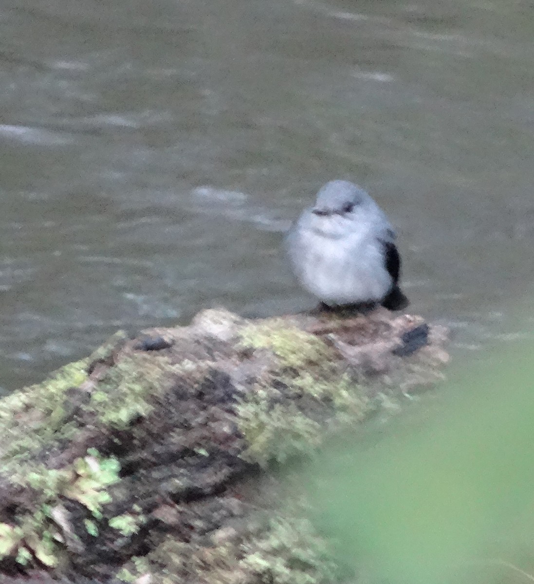 Cassin's Flycatcher - ML630948088