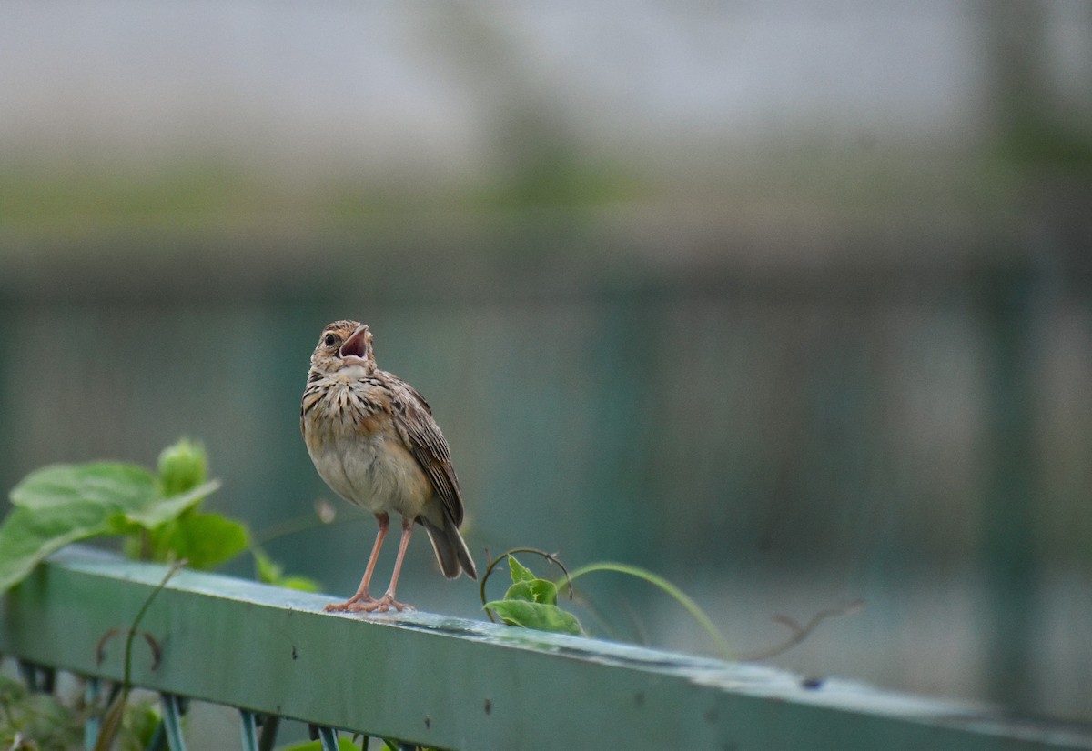 Jerdon's Bushlark - ML630948135