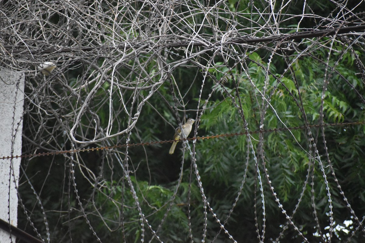 White-browed Wagtail - ML630948191