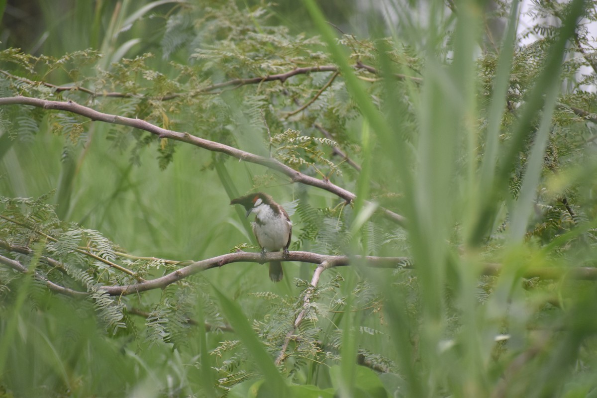 Bulbul masailgorria - ML630948208