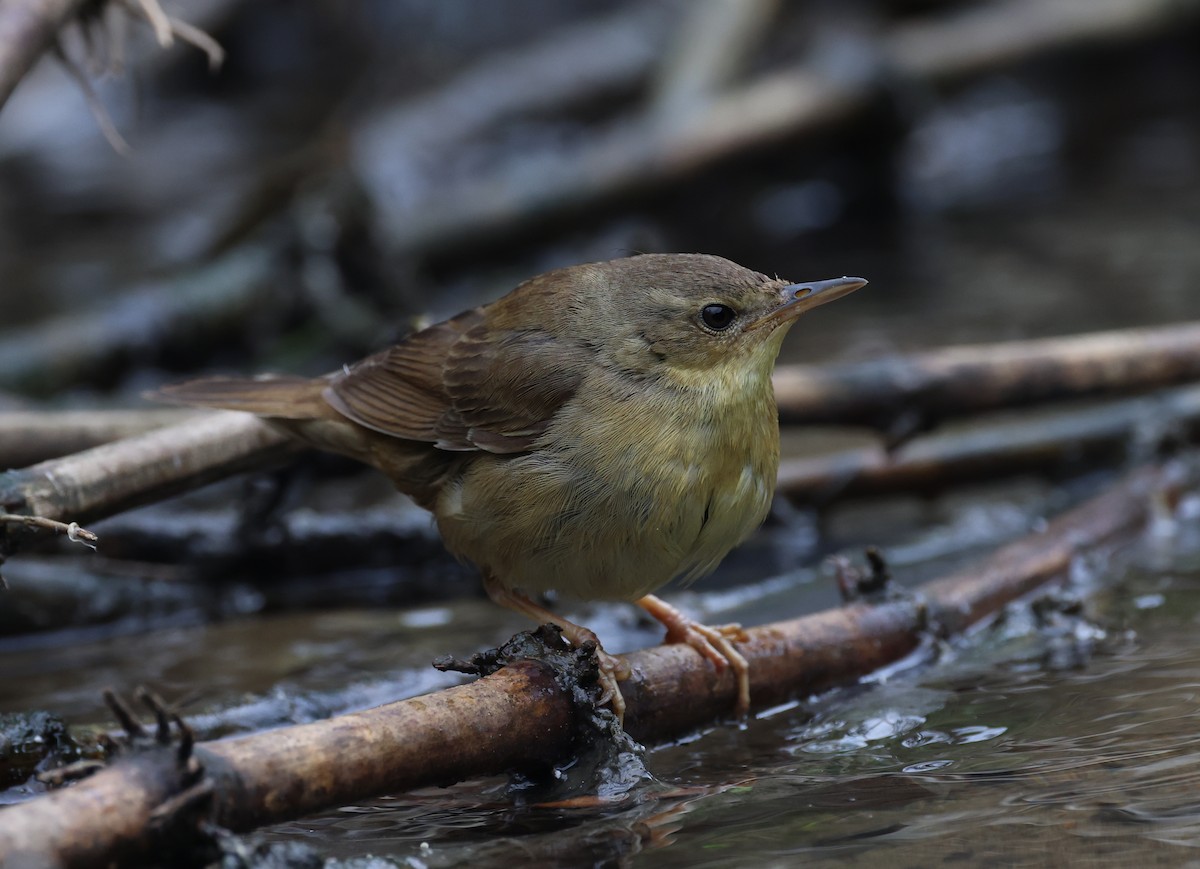 Middendorff's Grasshopper Warbler - ML630948394