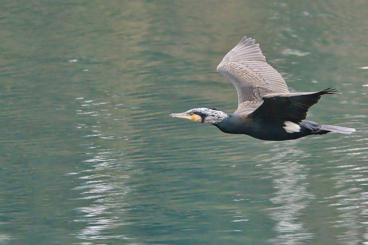 Great Cormorant - ML630948592