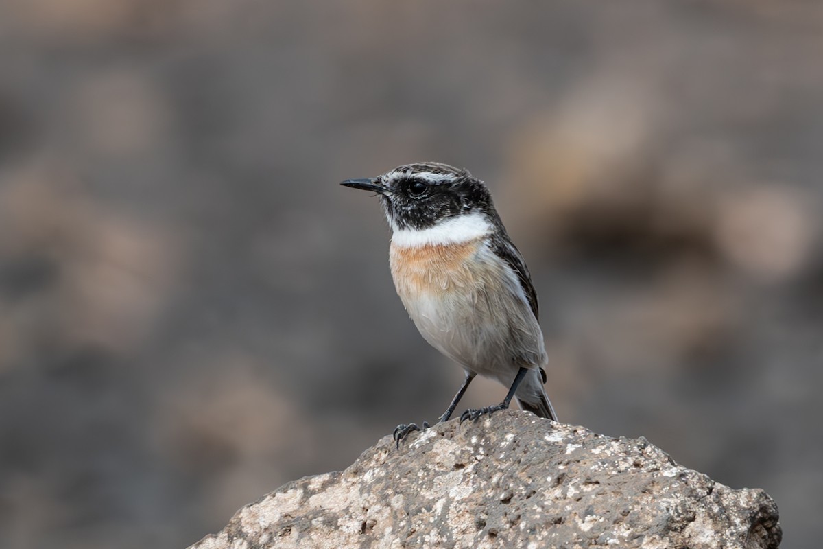 Fuerteventura Stonechat - ML630948636