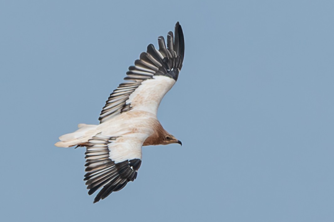 Egyptian Vulture - ML630948641