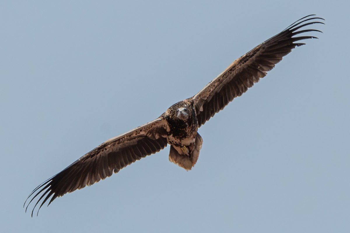 Egyptian Vulture - ML630948642