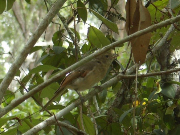 Golden Whistler (Eastern) - ML630948654
