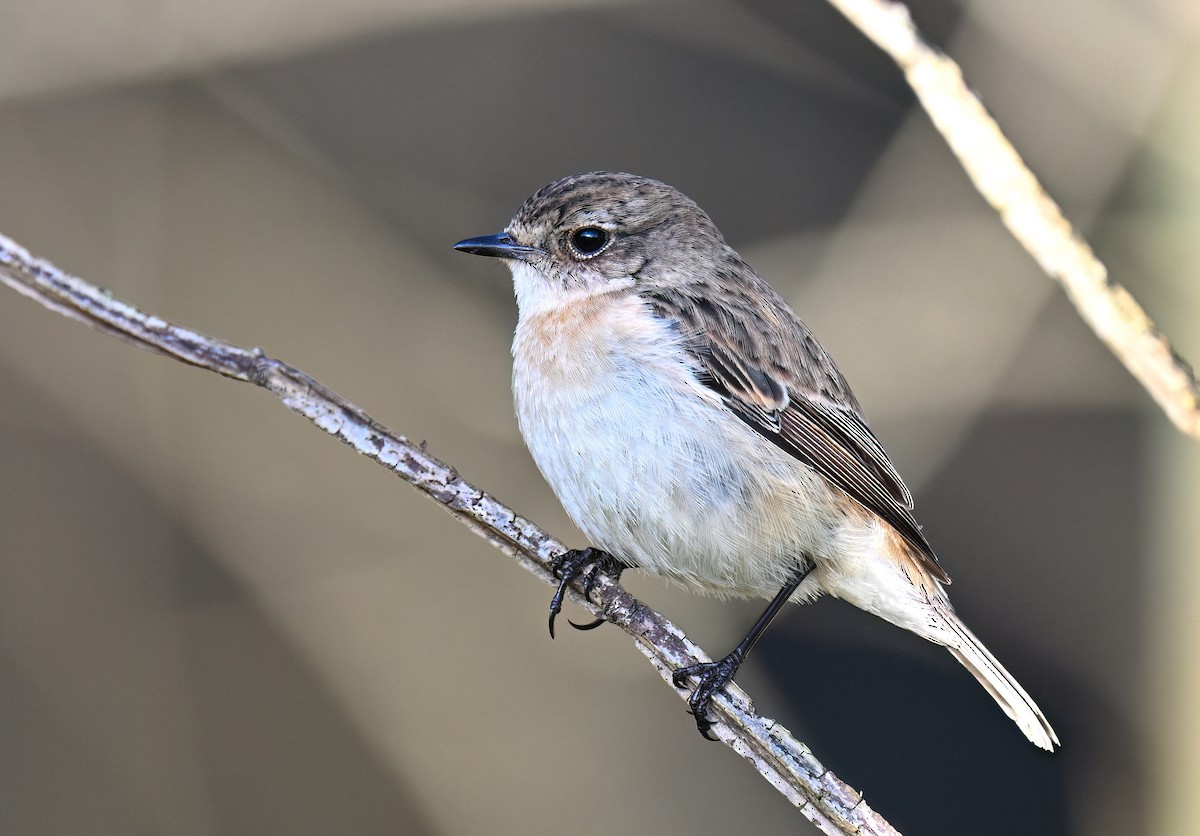 Amur Stonechat - ML630948903