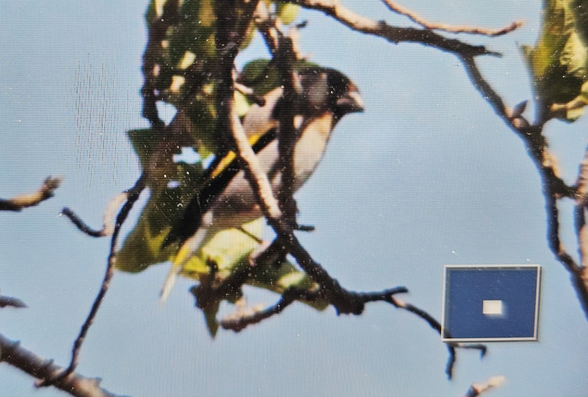 Arabian Grosbeak - ML630949003