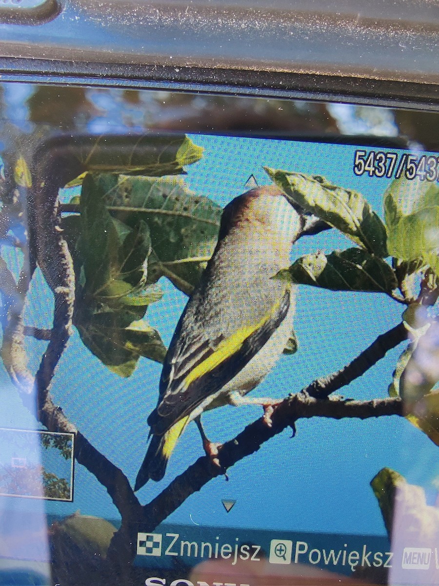 Arabian Grosbeak - ML630949077