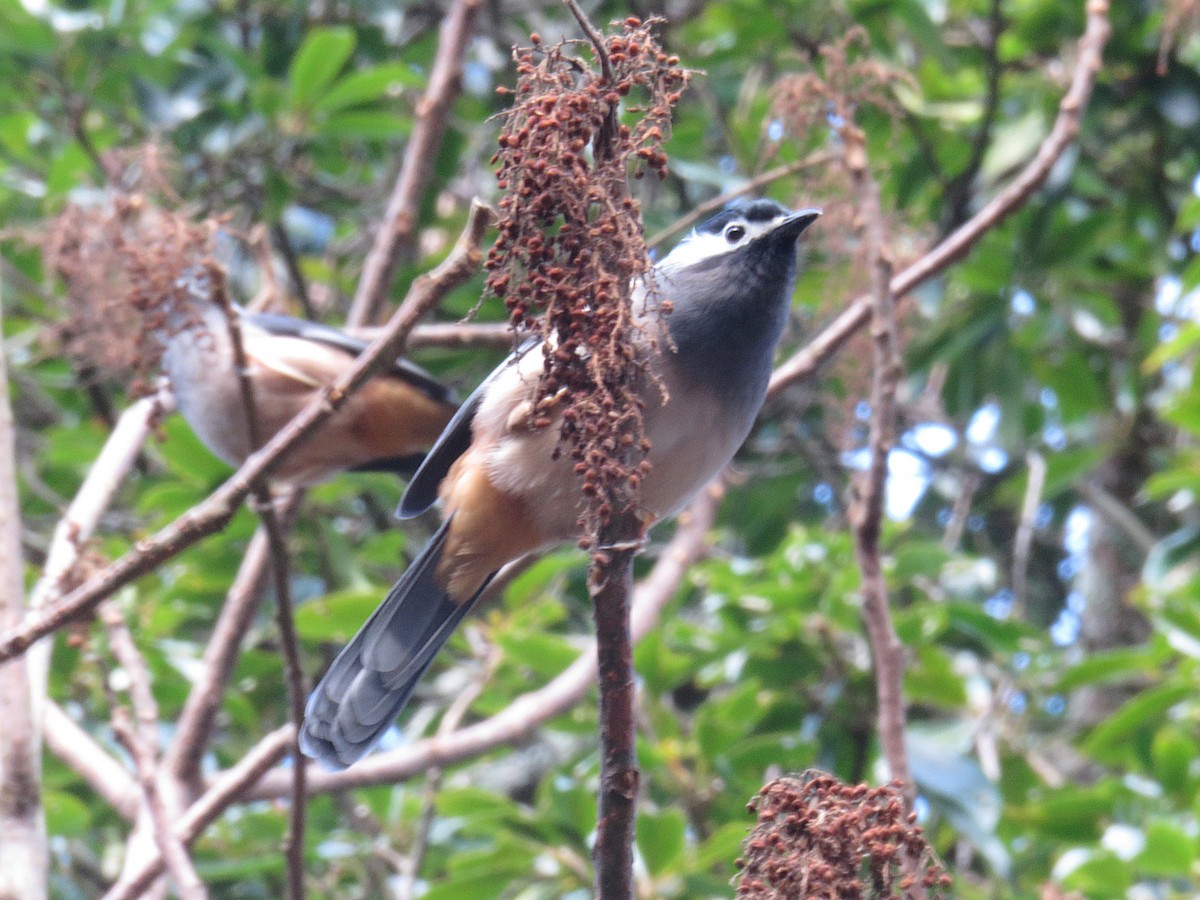 White-eared Sibia - ML630949126