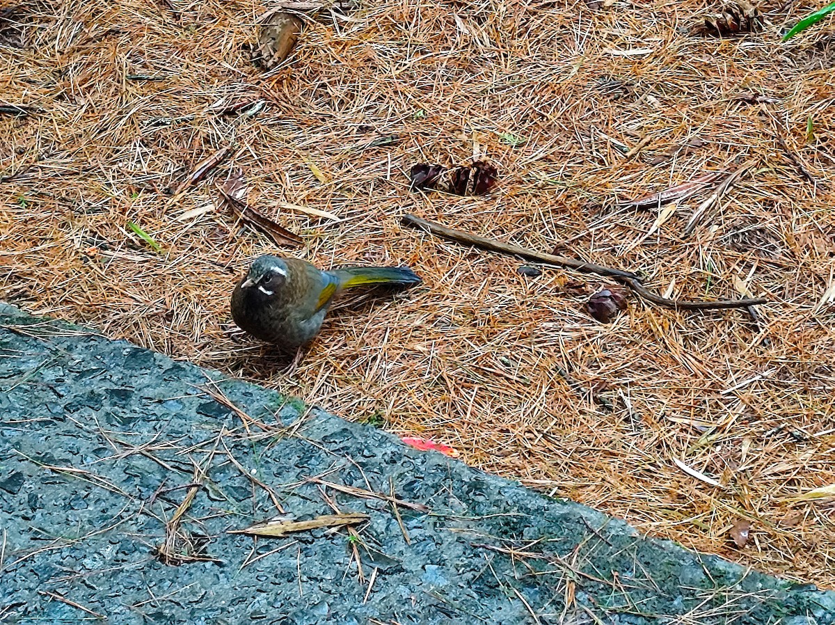 White-whiskered Laughingthrush - ML630949145