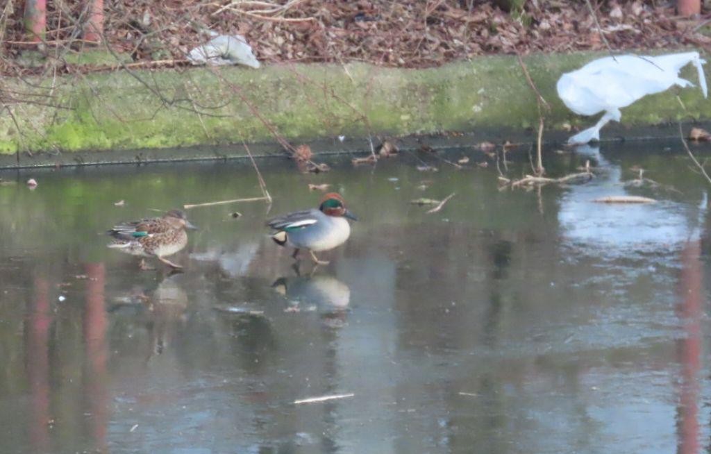 Ногоохон нугас - ML630949244