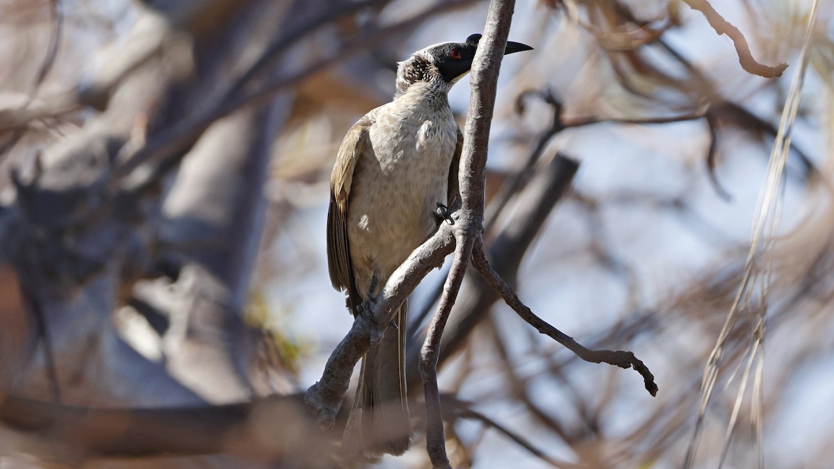 Silver-crowned Friarbird - ML630949379