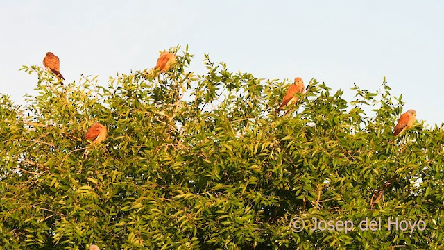 Lesser Kestrel - ML630949544