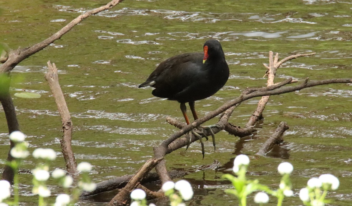 Dusky Moorhen - ML630949877