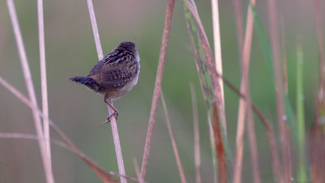 Grass Wren - ML630950241