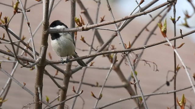 Carolina Chickadee - ML630950242