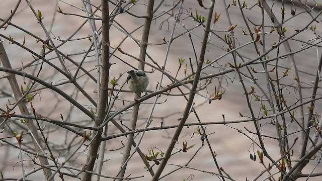 Carolina Chickadee - ML630950298