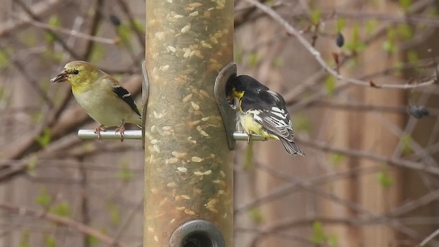 American Goldfinch - ML630950356