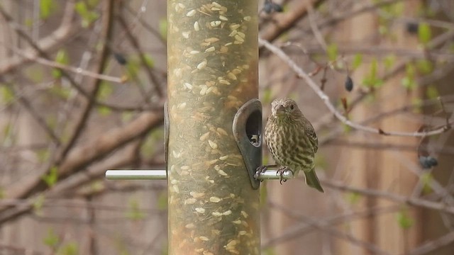 House Finch - ML630950360