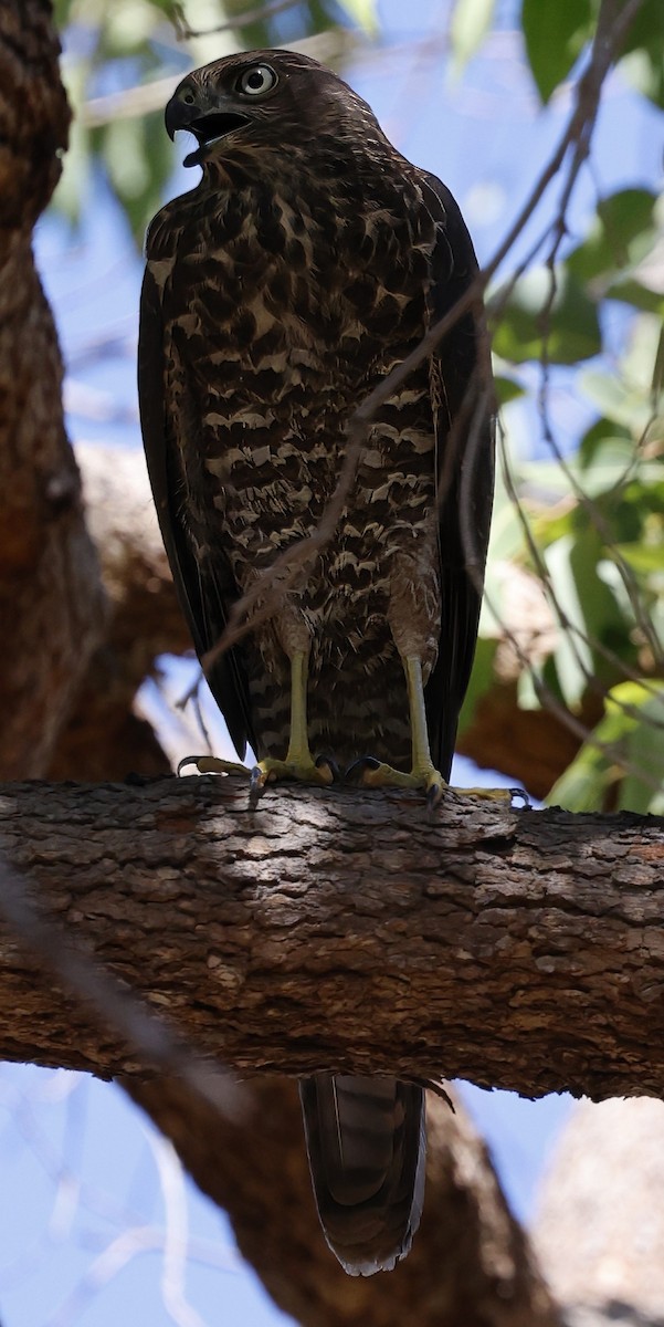Brown Goshawk - ML630950429
