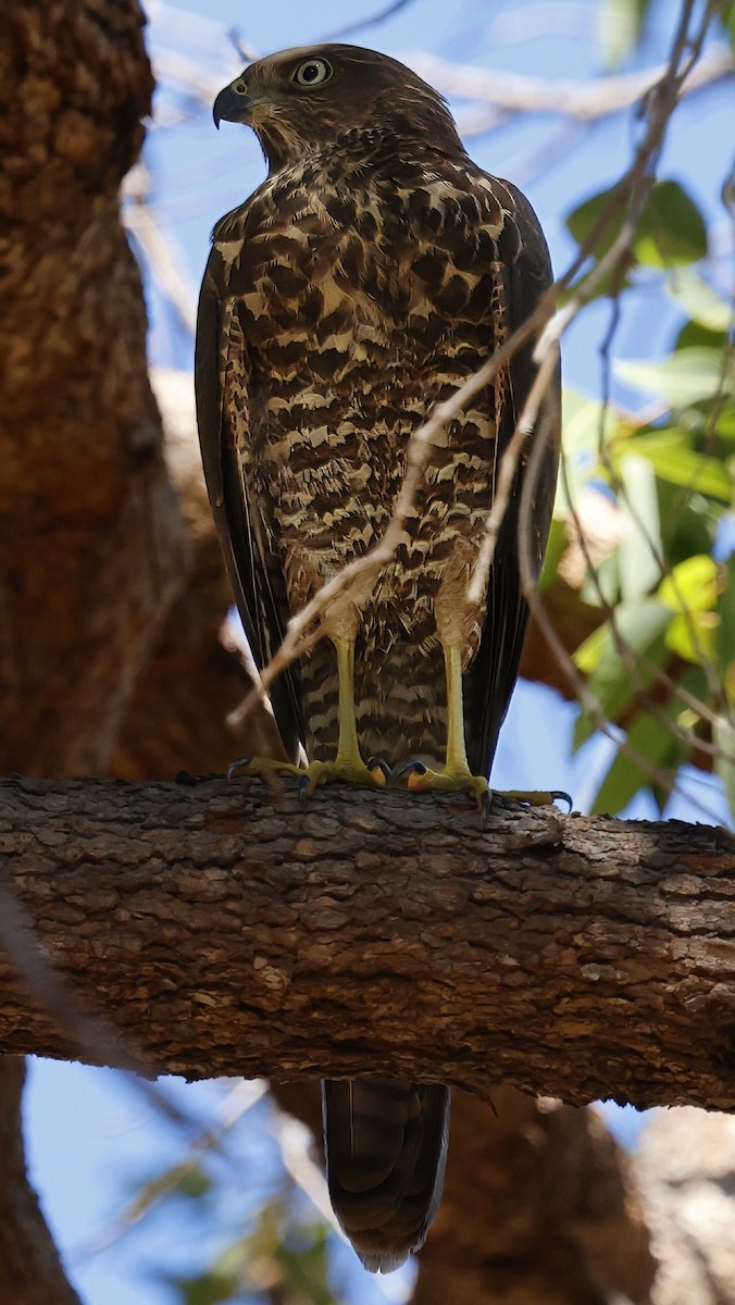 Brown Goshawk - ML630950431