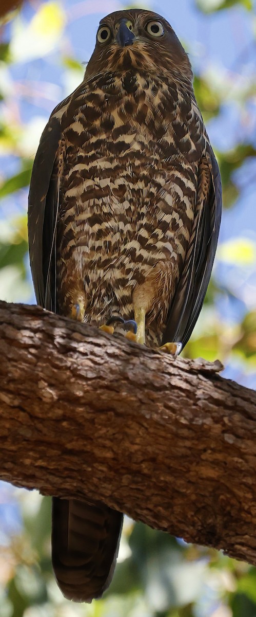 Brown Goshawk - ML630950432