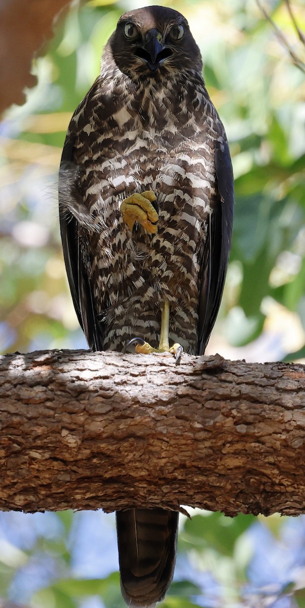 Brown Goshawk - ML630950433