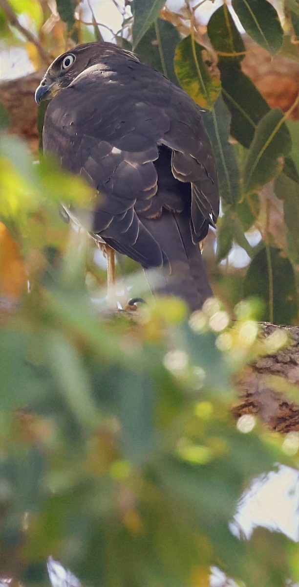 Brown Goshawk - ML630950434