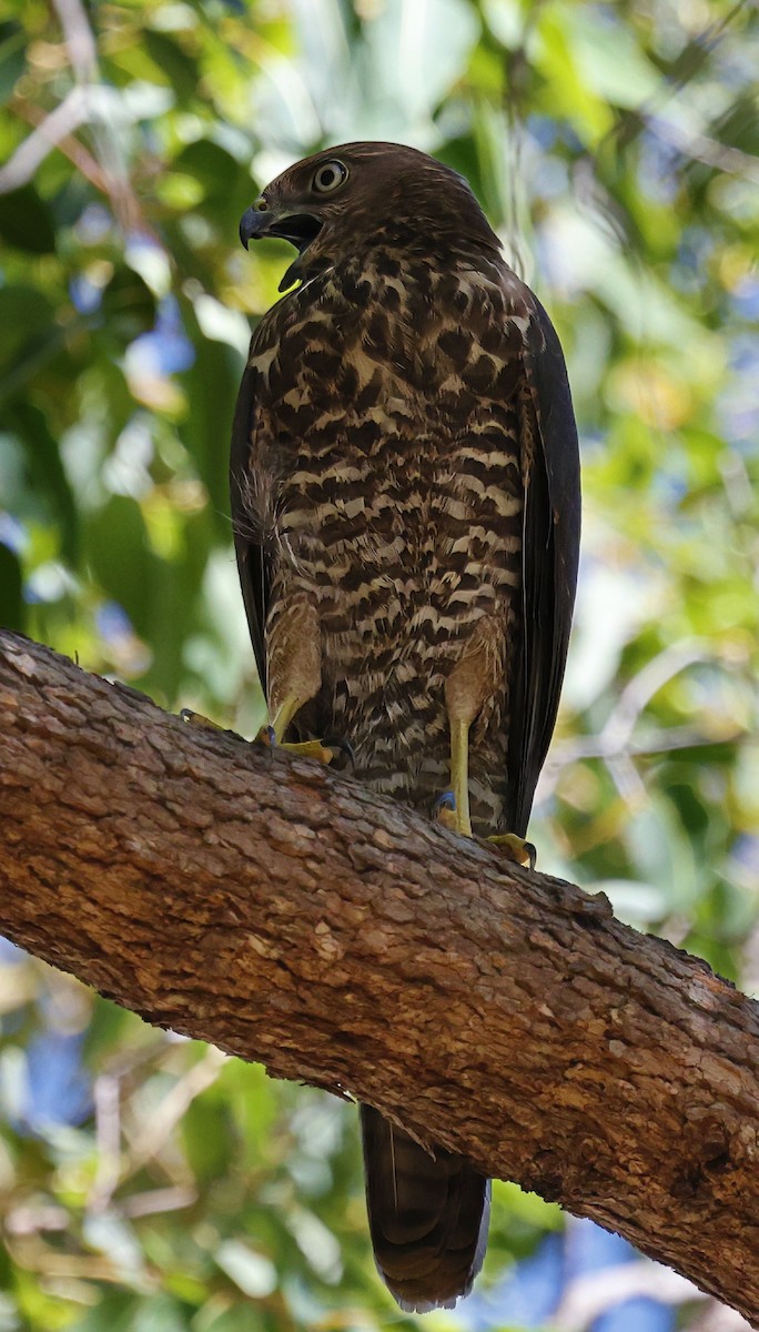 Brown Goshawk - ML630950435
