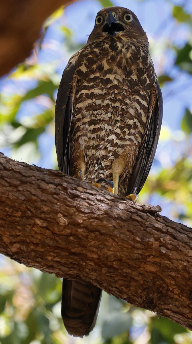 Brown Goshawk - ML630950436